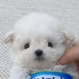 IndigoFlood4051의 나를 엄마라고 부르는 아기강아지