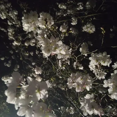 Profile image of 日本