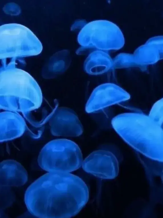 IvoryJaw4555의 고난은 죽지않을만큼 힘들게 찾아와.