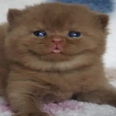 Profile image of Vince