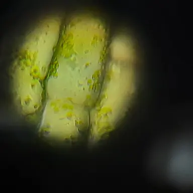 Profile image of 별의커비