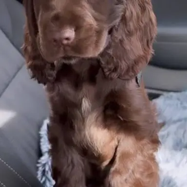 Profile image of Bean