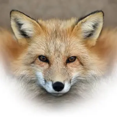 Profile image of 여우