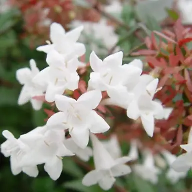 Profile image of 김우현