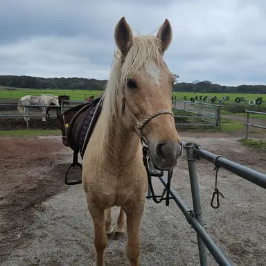 Profile image of 백사