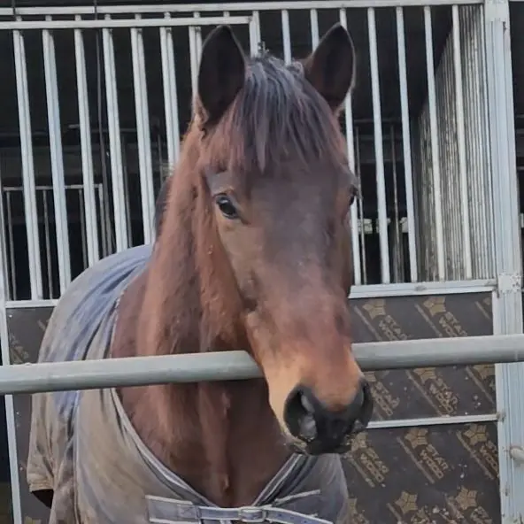 CozyTray9096의 삼다수 목장