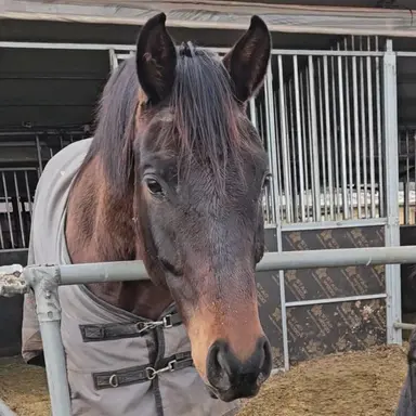 Profile image of 칼랜더