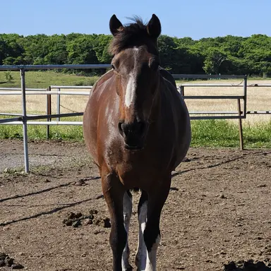 Profile image of 총알탄