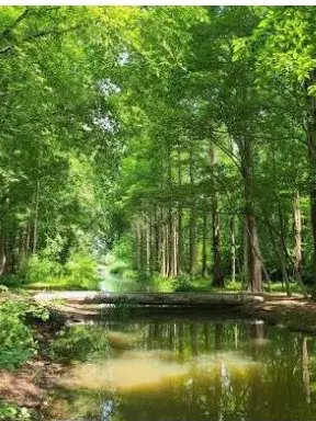 tarana의 위험한 숲에서 살아남기