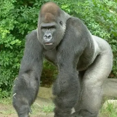 Profile image of 하운즈