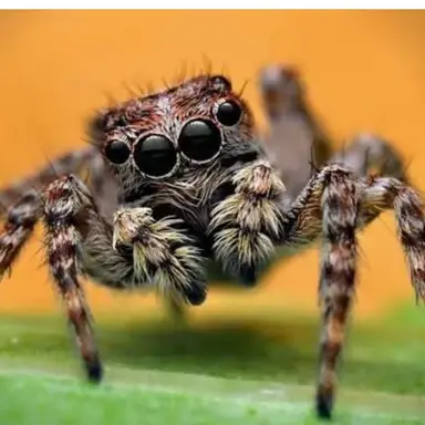 Profile image of 거미