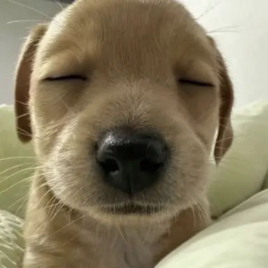 Profile image of 반지오