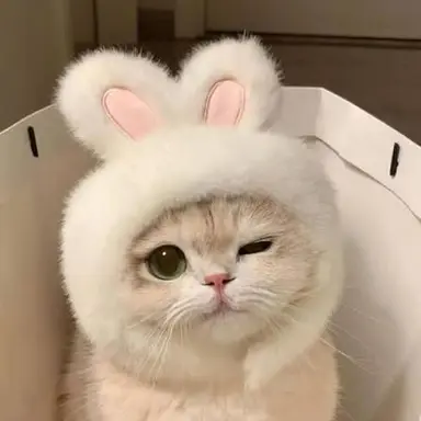 Profile image of Kitty