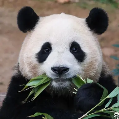 Profile image of 판다