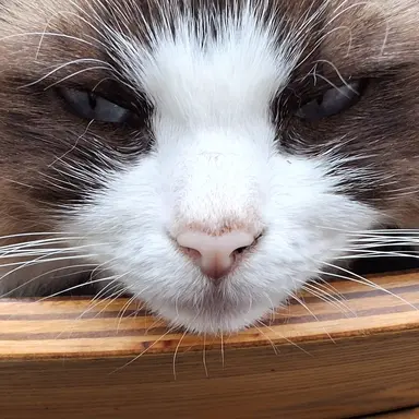 Profile image of 과일쿠키들과여우