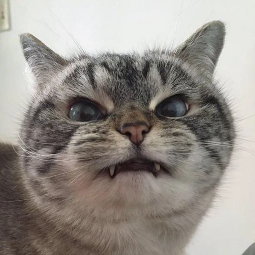 사춘기온 고양이