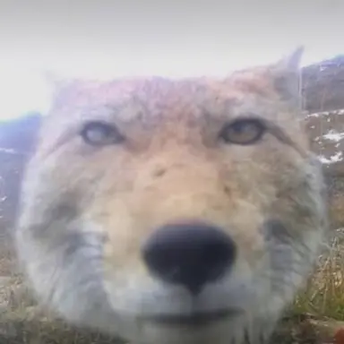 Profile image of 여우