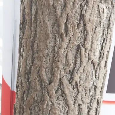 Profile image of 여우