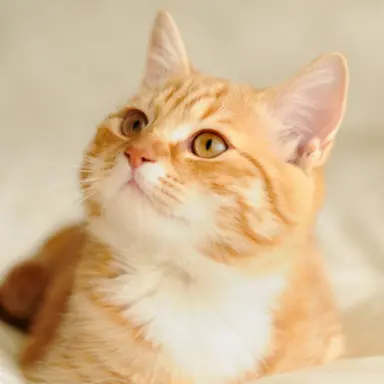 Profile image of 茶トラ猫