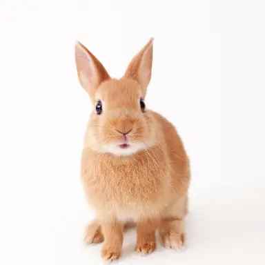 Profile image of カイウサギ