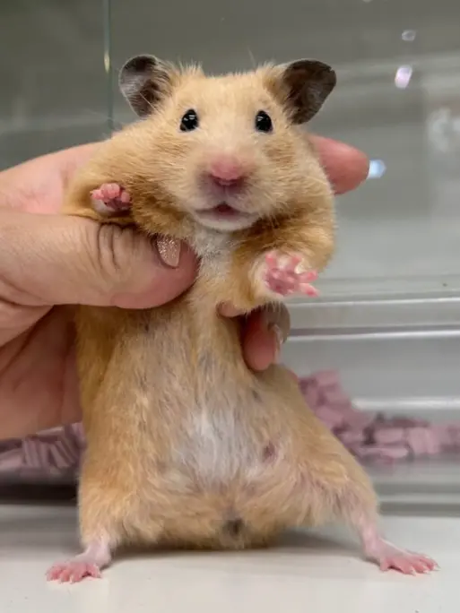 WoodyAnts7319의 一番好きな動物は！？！？
