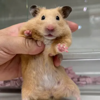 Profile image of キンクマハムスター