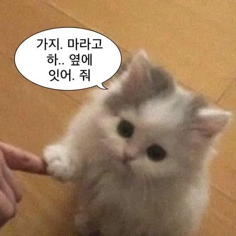 DenseBongo4098의 토리