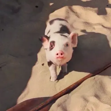 Profile image of Pua