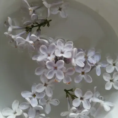 Profile image of 側妃