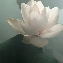Profile image of 貴妃