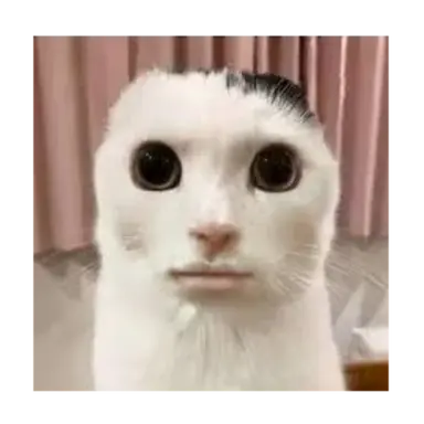 Profile image of 구피 아 캣
