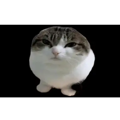 Profile image of 와와 캣