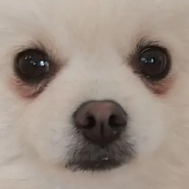 Profile image of 作成犬
