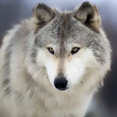 Profile image of 늑대