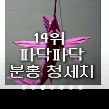 Profile image of 분홍청세치