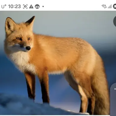 Profile image of 여우