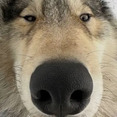 Profile image of 늑대