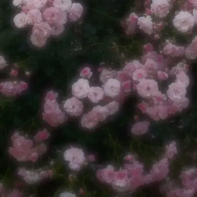 Profile image of サクヤ