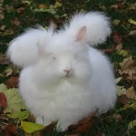 RockisRock의 고롱고롱.