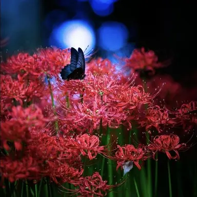 Profile image of 小泉咲希