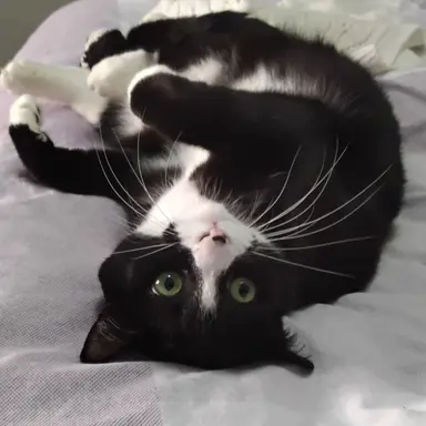 Profile image of Wisker
