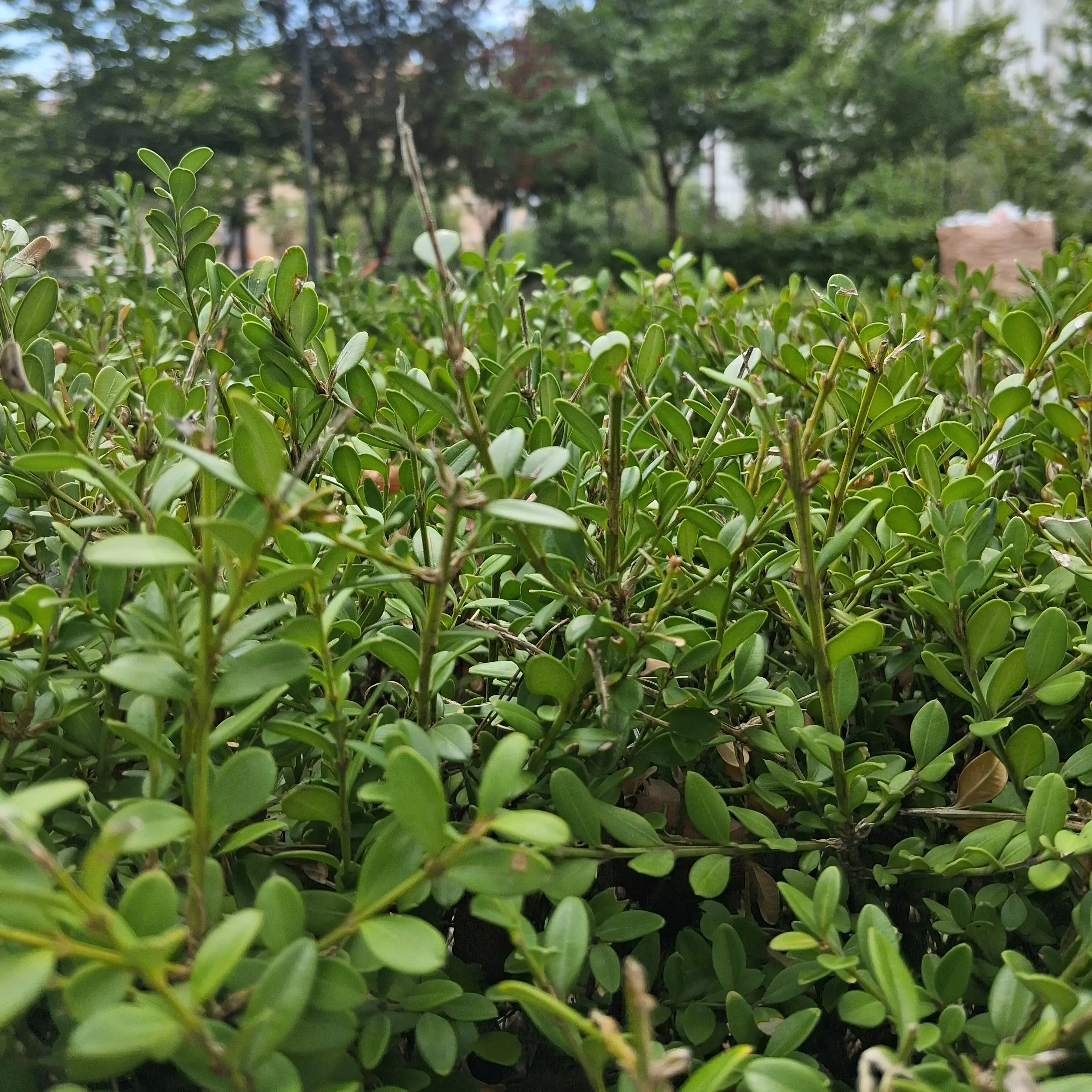 FabricBark6444의 인형들의 하루란..