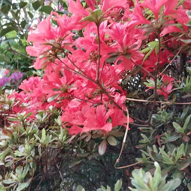 Profile image of 라더