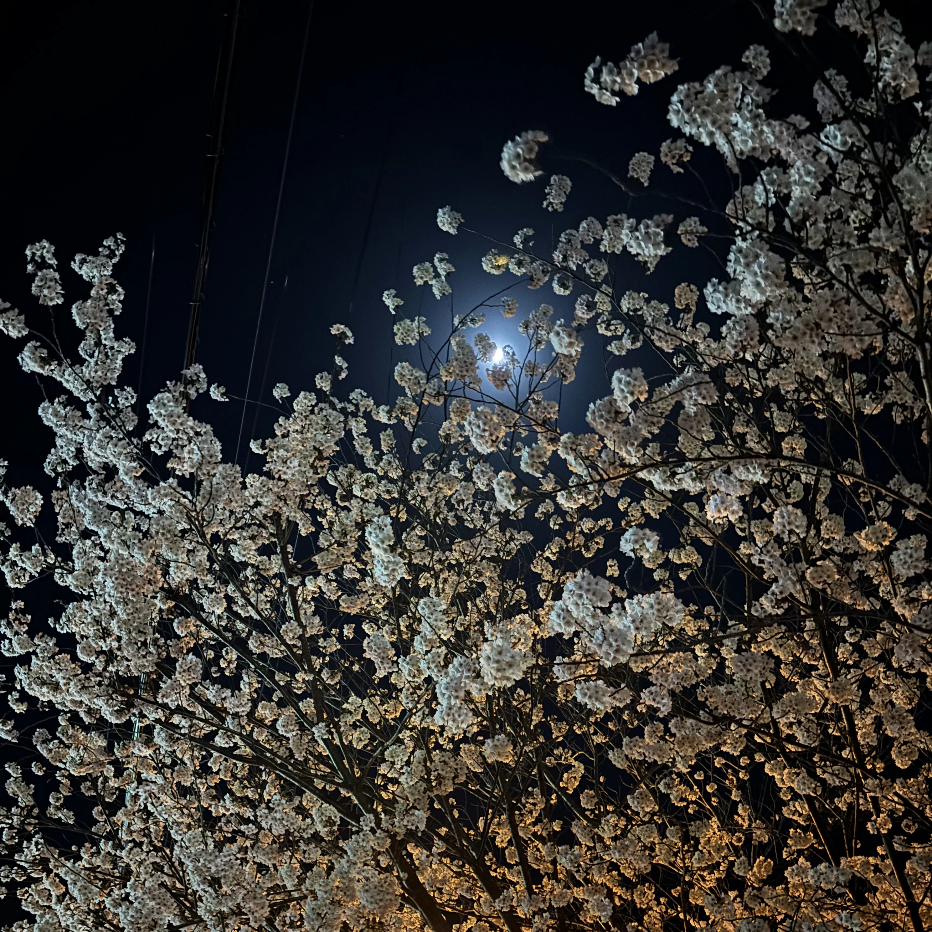 성요한