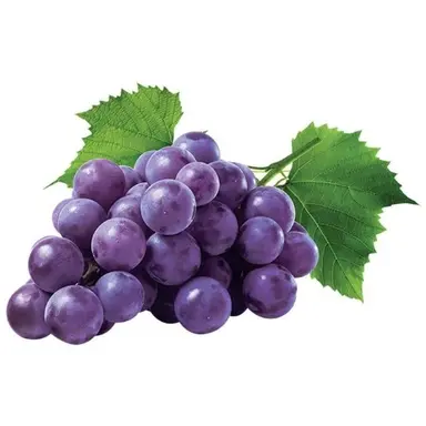 Profile image of 미네타 미노르