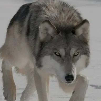 Profile image of 늑대