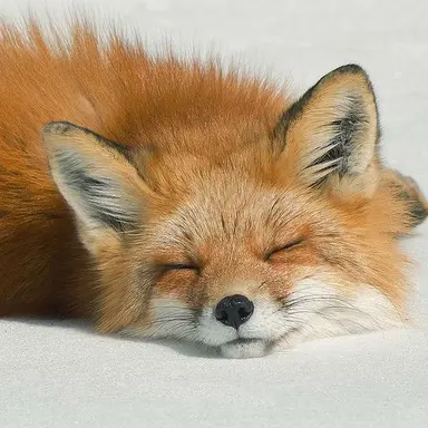 Profile image of うぉぬ