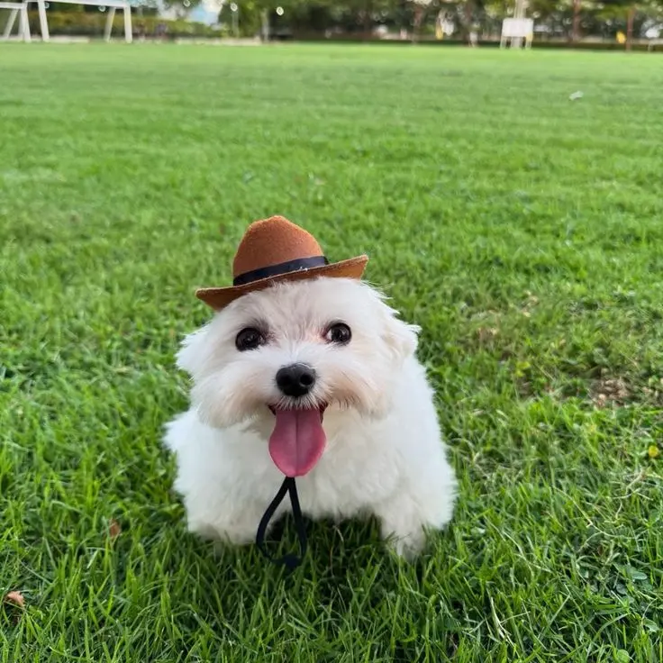 UsableClean9615의 SLEEPOVER (Asian country)