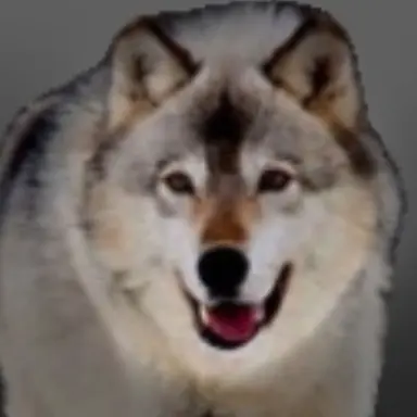 Profile image of 늑대