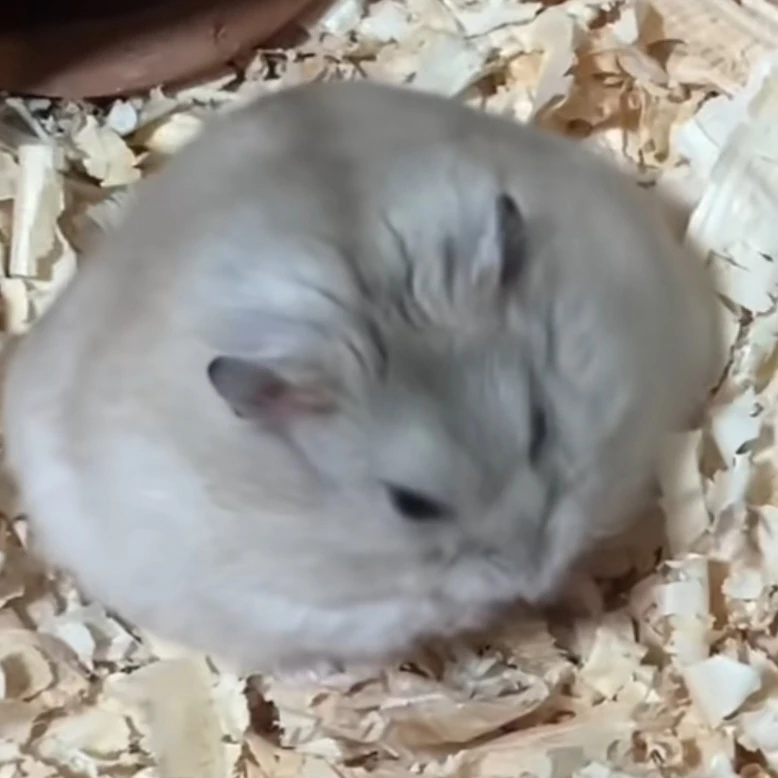 햄찌